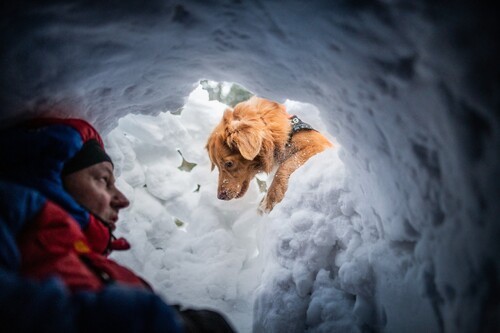 Psy Ratownicy, Tatry, 2012