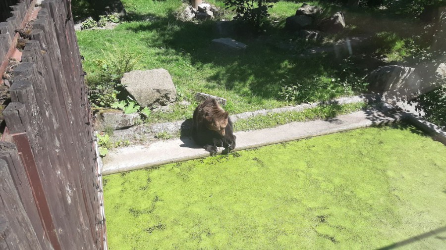 Zoo w Chorzowie. Śląsk, lato 2022