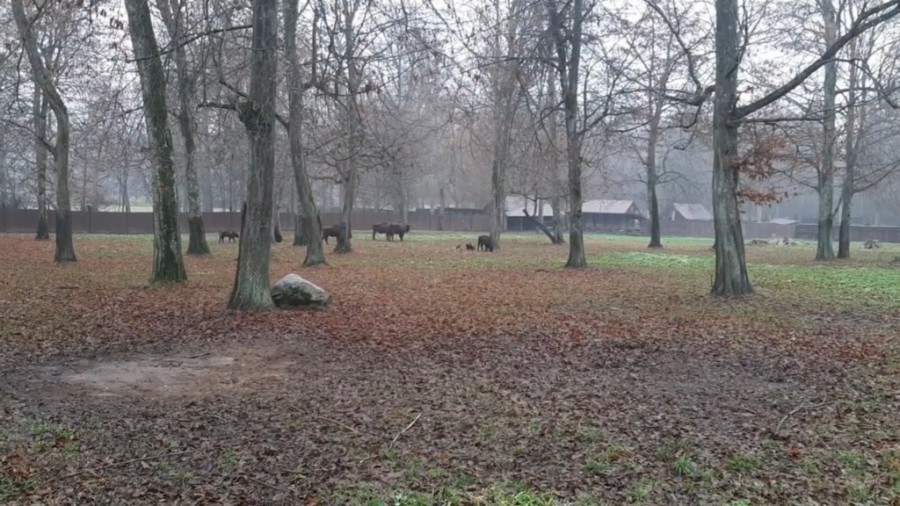 Rezerwat żubrów. Białowieski Park Narodowy. Podlasie, jesień 2022